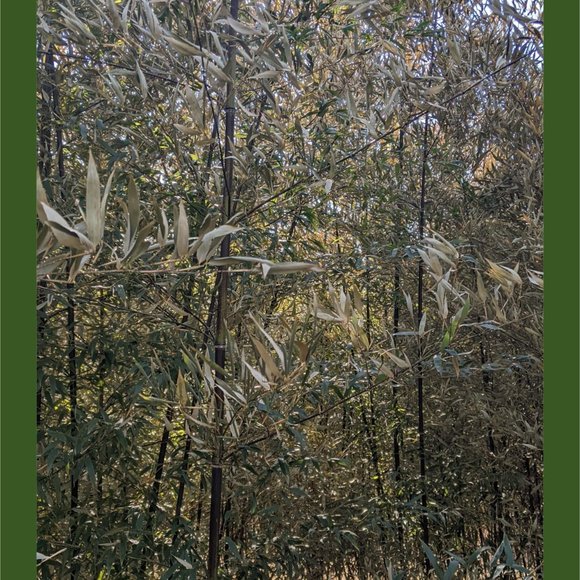 Bamboo Photographic Art Print - Picture 4 of 12